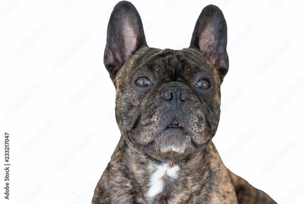 French Bulldog Brindle color portraiture on a white background. 
