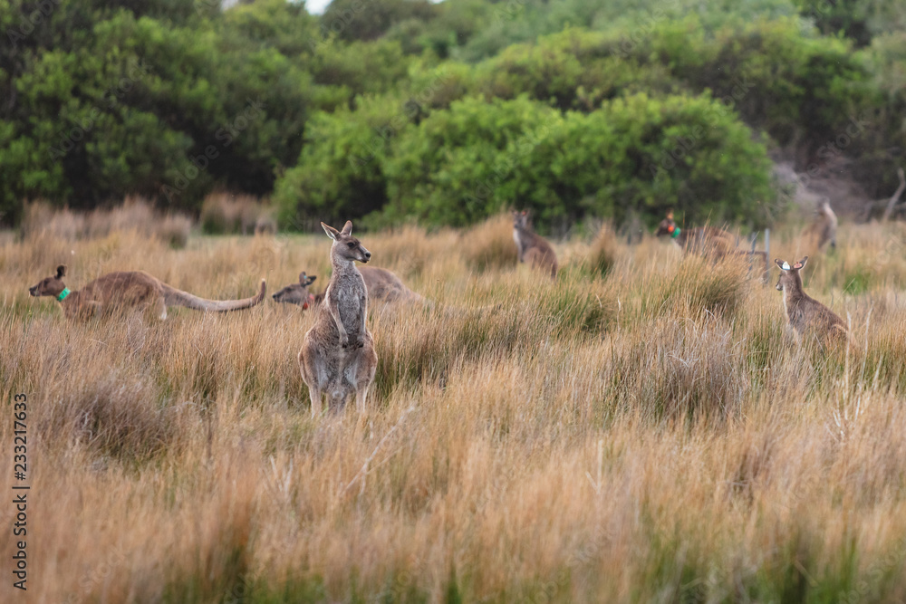Fototapeta premium Eastern Grey kangaroos tagged as part of a scientific study on movement and breeding habits at Wilsons Promontory national park, Victoria, Australia