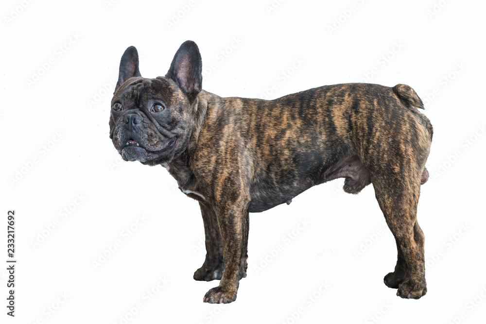 French Bulldog Brindle Color Portraiture Of A 5 Years Old Dog On A french-bulldog-brindle-color-portraiture-of-a-5-years-old-dog-on-a