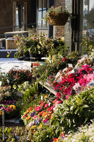 Vertical image: colorful winter flowers are on a snowy city street on outside of a garden center for sale on a sunny cold day. Concept: beautiful plants of autumn-winter season and English Garden.