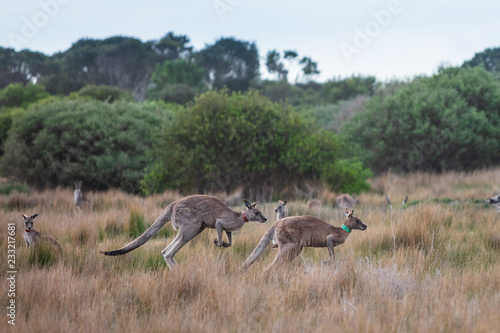 Eastern Grey kangaroos tagged as part of a scientific study on movement and breeding habits at Wilsons Promontory national park  Victoria  Australia