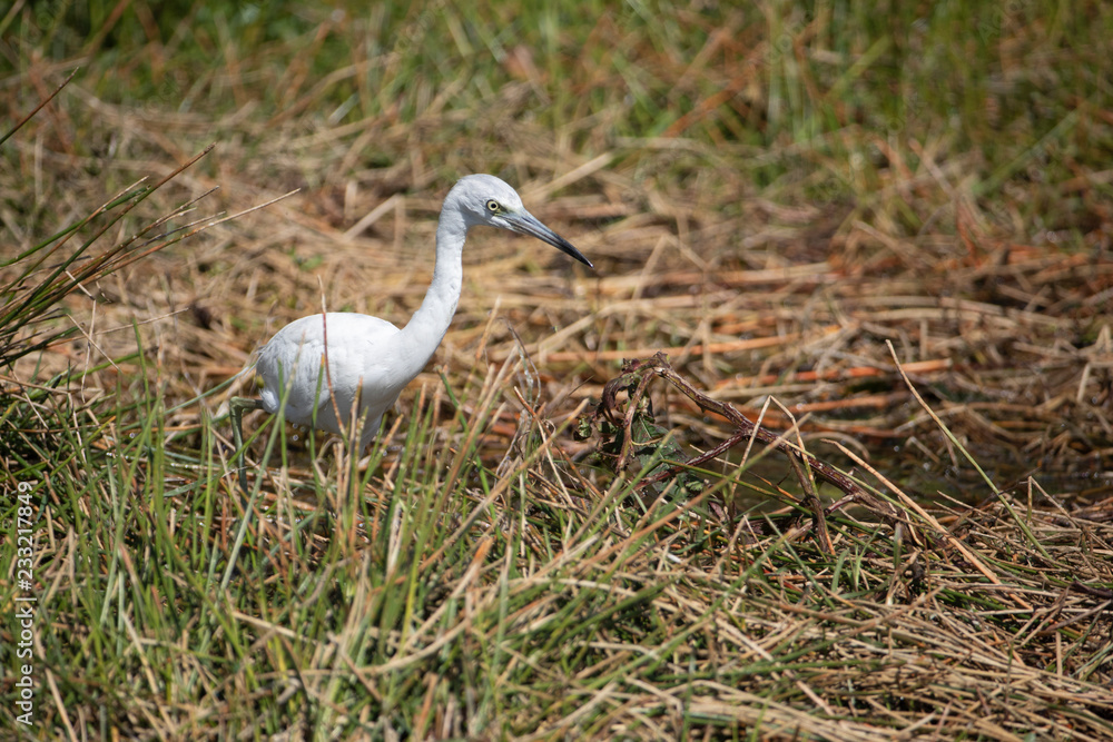Fototapeta premium Juvenile Little Blue Heron in baby white feather colors. Florida Marsh