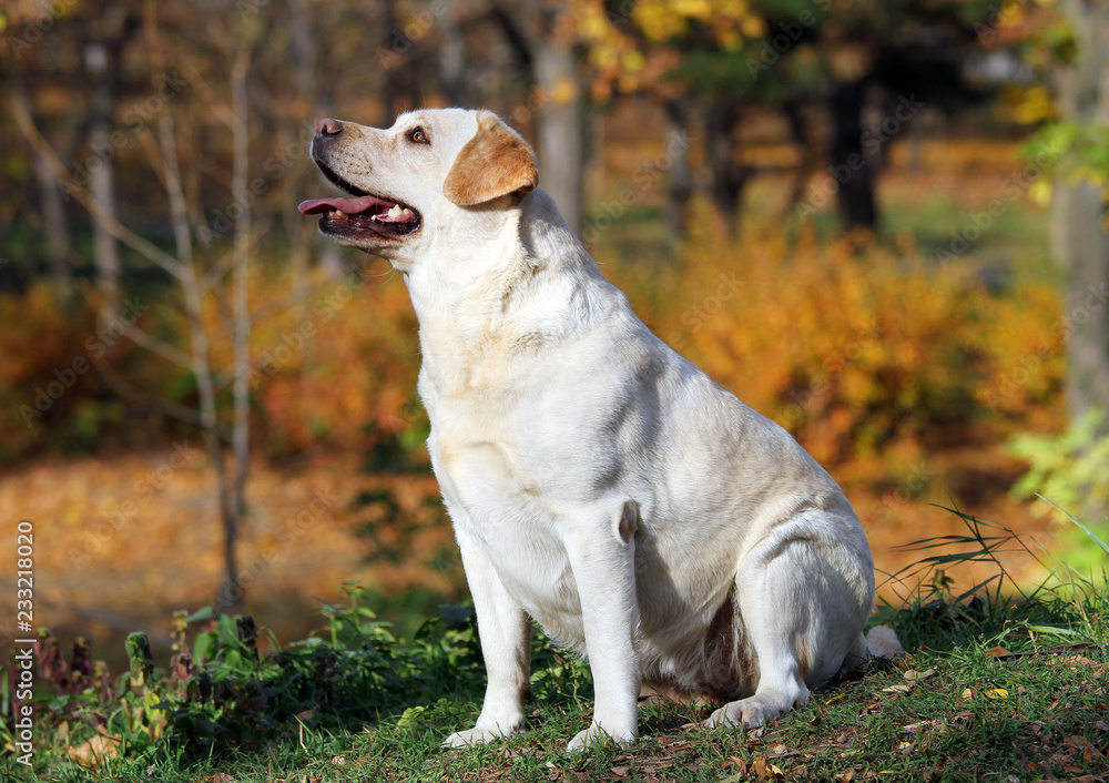 a yellow labrador in the park in autumn a yellow labrador in the park in autumn