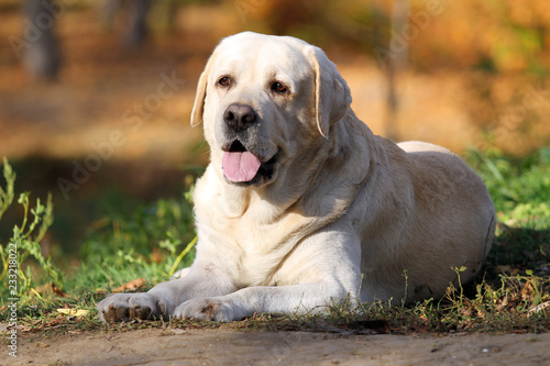 the sweet yellow labrador in the park in autumn