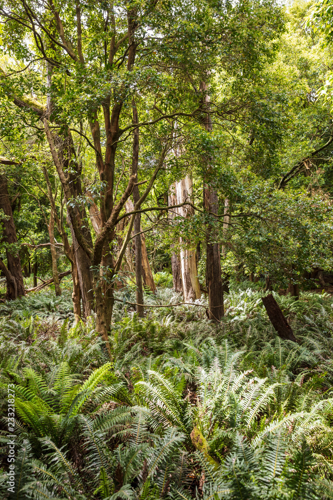 Fototapeta premium Walking trail in Wilsons Promontory national park, Victoria, Australia