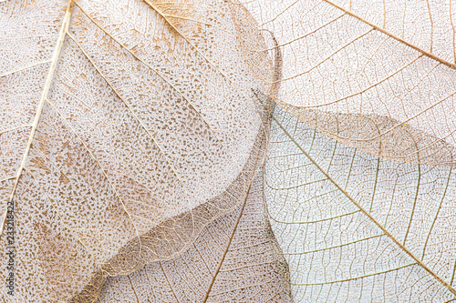 Closeup view of beautiful decorative skeleton leaves