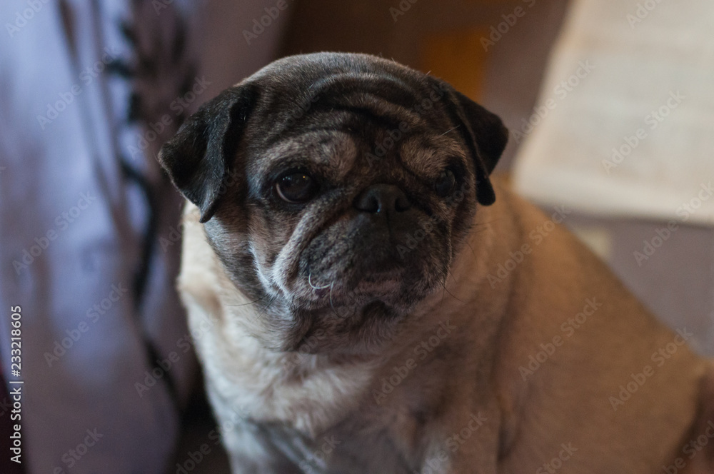 A Pug looks left A Pug looks left