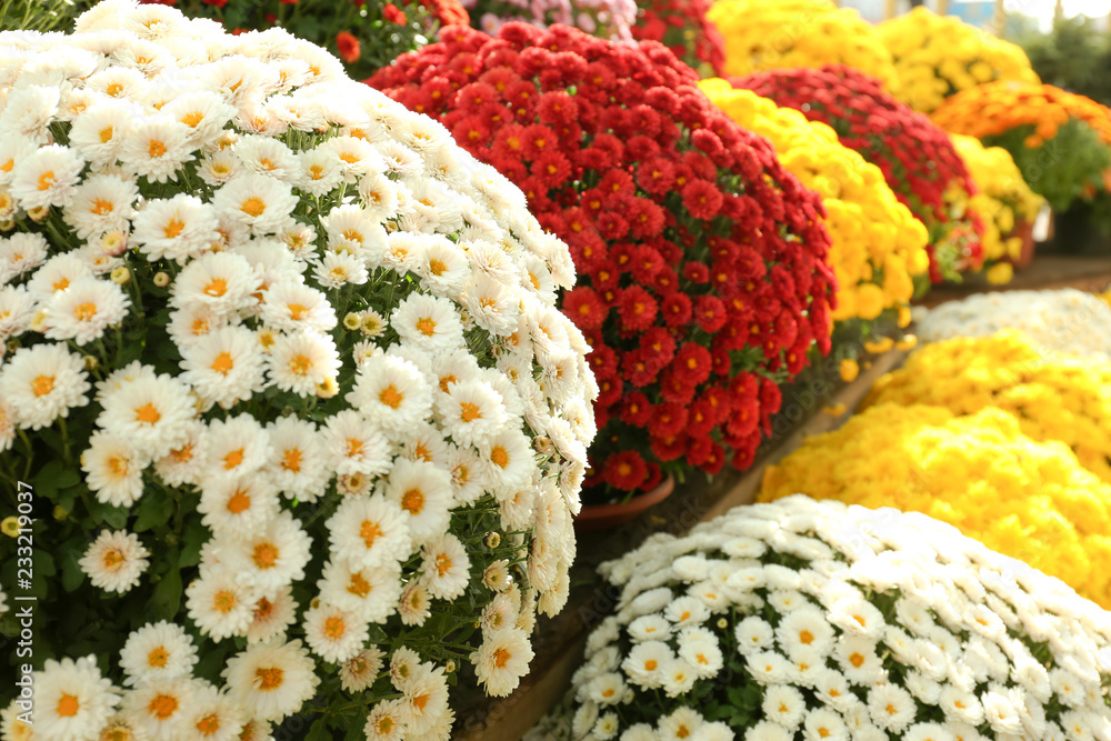 Fototapeta premium View of fresh beautiful colorful chrysanthemum flowers outdoors
