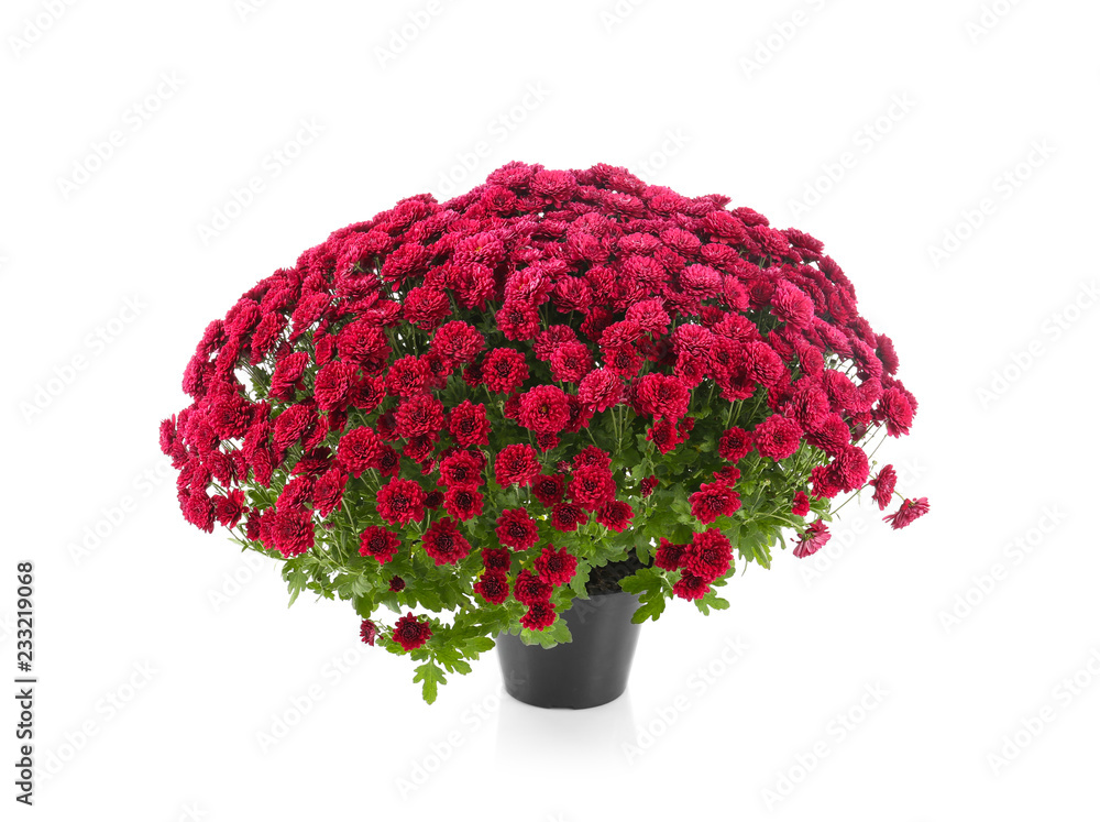 Fototapeta premium Beautiful chrysanthemum flowers in pot on white background