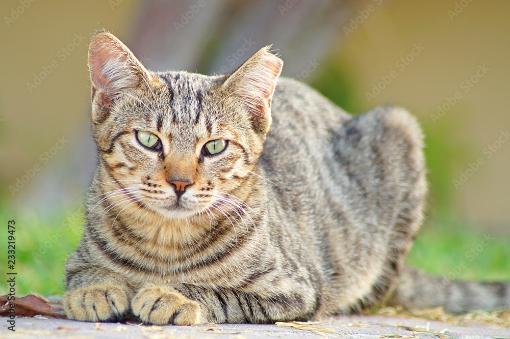 Naklejka premium cat