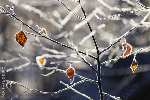 Close up of branch with old frozen birch (betula) leaves outlined by hoarfrost ice crystals on blurred background