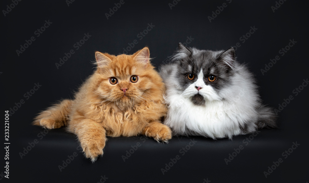 Gorgeous duo of a red and black smoke British Longhair cat kittens laying down side by side with a paw hanging from edge, looking to camera with orange eyes. Isolated on black background.