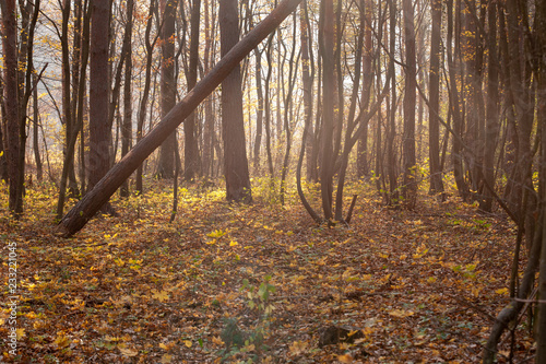 Wald im Gegenlicht im Herbst