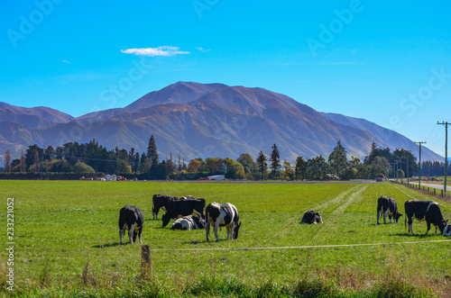 green field and trees in front of Mount Hutt mountain range, Methven, New Zealand