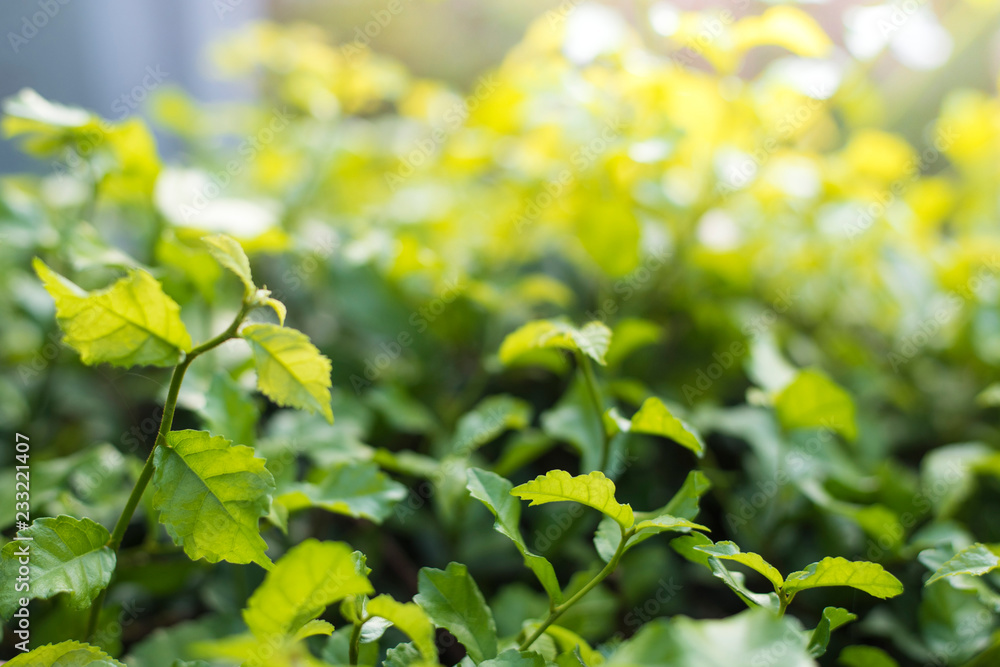 Natural view of green foliage in the garden in the summer under the sun. Natural green tree landscape used as background or wallpaper. Natural view of green foliage in the garden in the summer under the sun. Natural green tree landscape used as background or wallpaper.