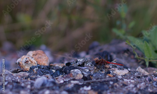  red dragonfly on the stones