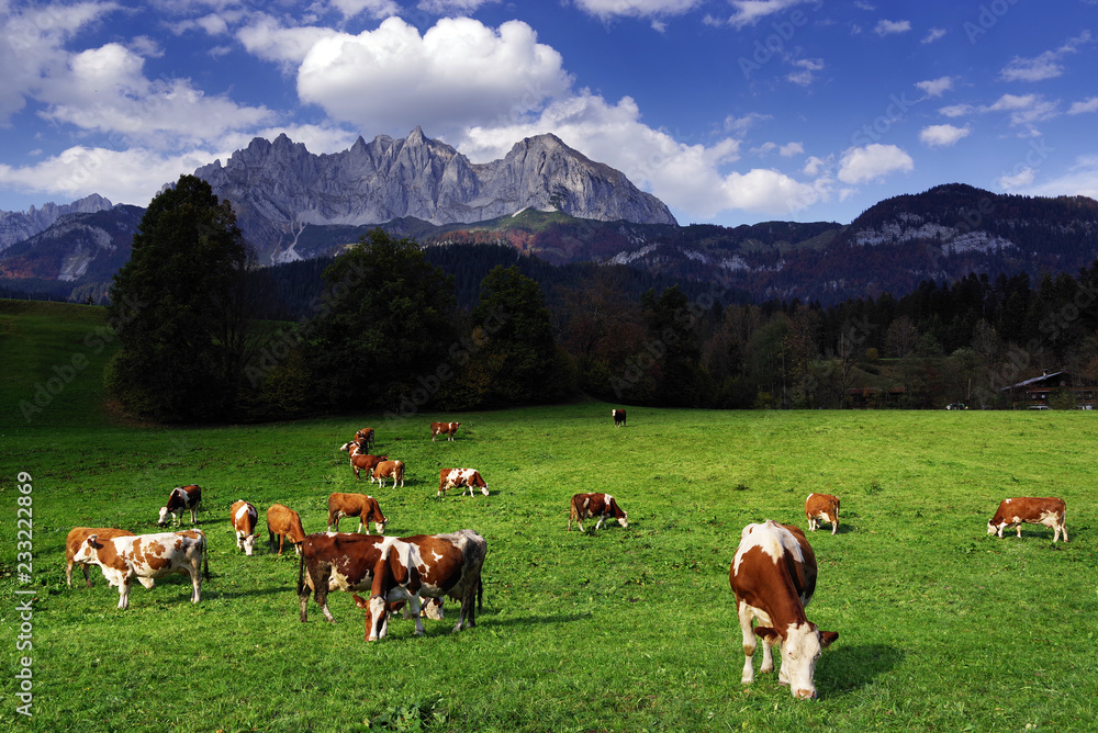 Cows grazing in front of the Wilder Kaiser Mountains, Tyrol, Austria