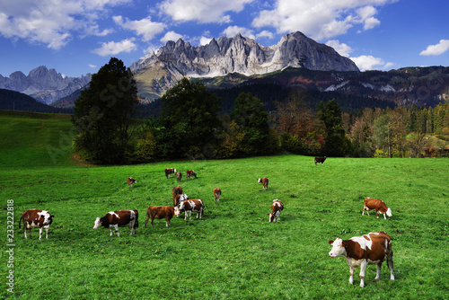 Cows grazing in front of the Wilder Kaiser Mountains, Tyrol, Austria © Rechitan Sorin