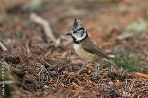 A rare Crested Tit (Lophophanes cristatus) searching for food on the forest floor in the Abernathy forest in the highlands of Scotland. photo