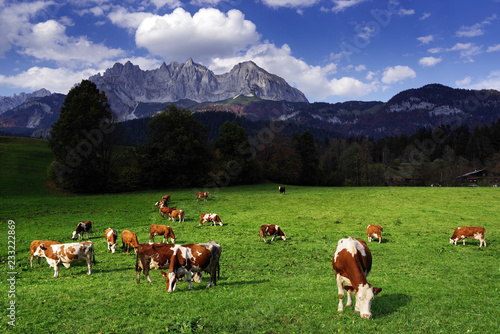 Cows grazing in front of the Wilder Kaiser Mountains  Tyrol  Austria