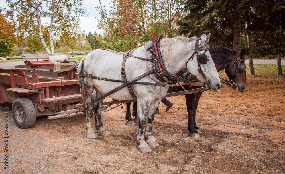 Horses Pulling Carriage