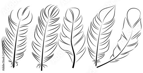 Collection of feather illustration, drawing, engraving, ink, line art,