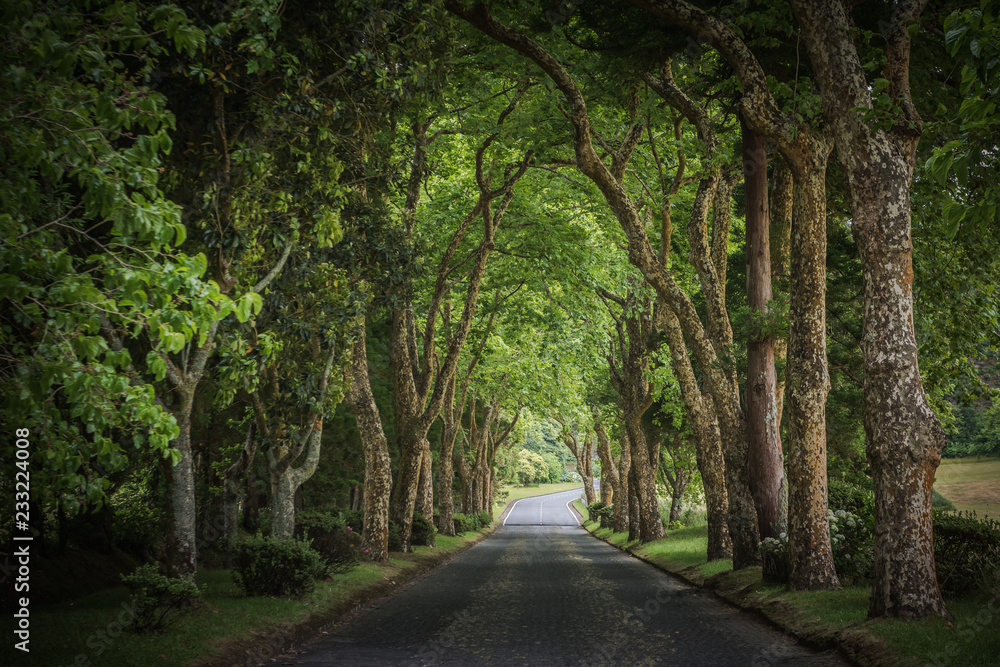 Fototapeta premium Country road running through tree alley