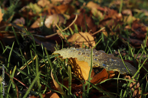 hine of the sun in dew drops on autumn leaves. photo