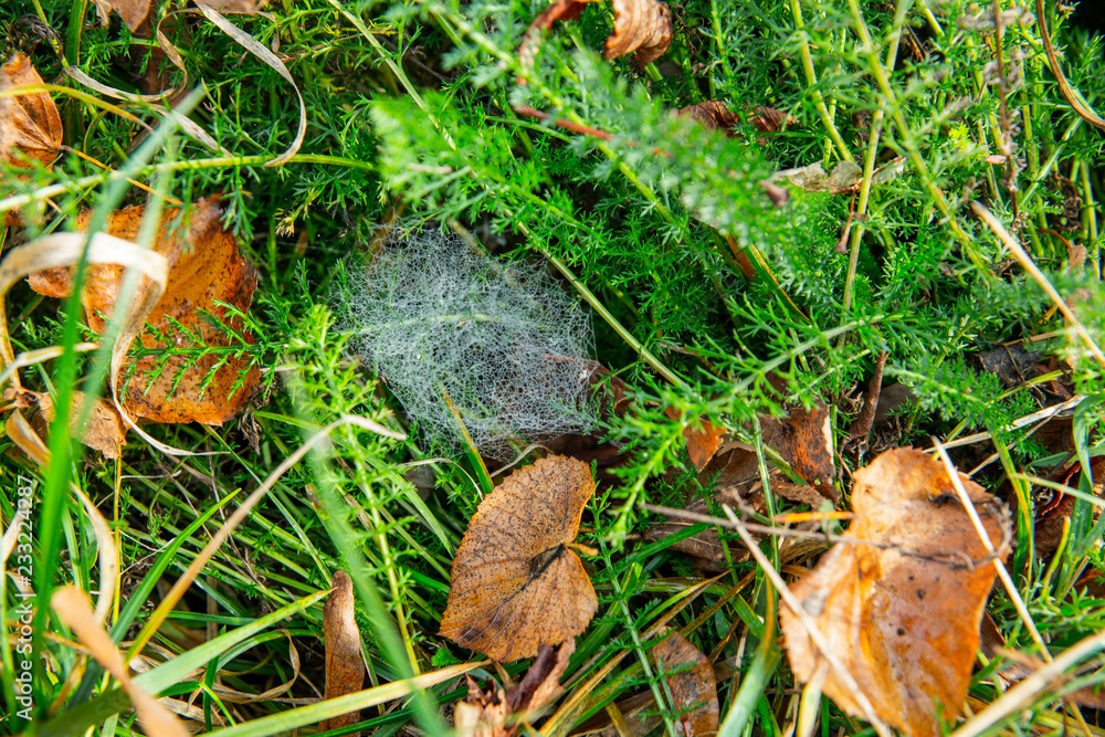Spiders net on the grass with autumn leaves and morning dew Spiders net on the grass with autumn leaves and morning dew
