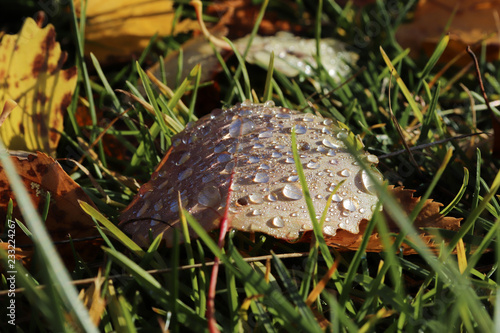 hine of the sun in dew drops on autumn leaves. photo