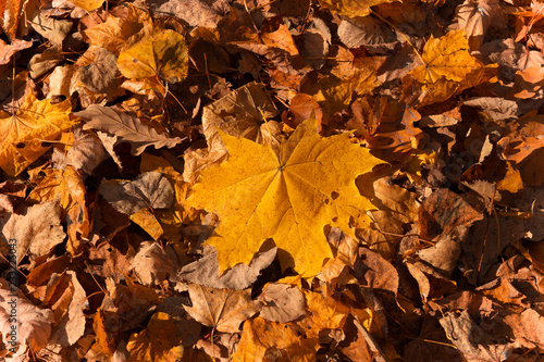 Yellowed maple leaves on the ground  sunny autumn day in the forest  october.