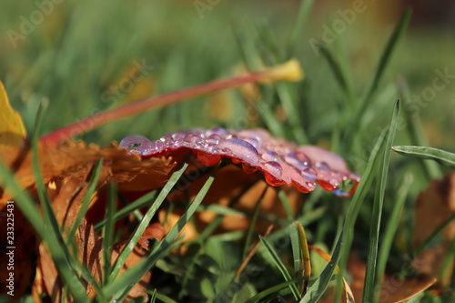 hine of the sun in dew drops on autumn leaves. photo