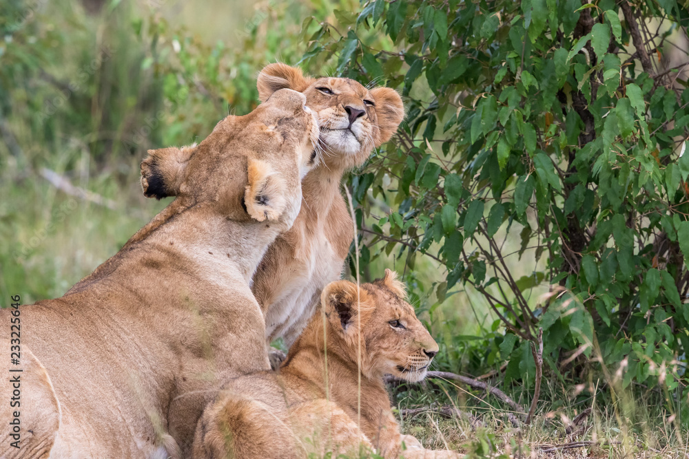 Lioness cuddling with her cubs
