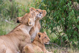 Lioness cuddling with her cubs