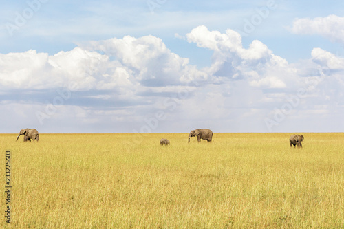 Herd of Elephants on walking across the savannah