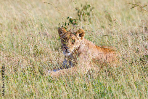 Lion in the grass that s looking at camera