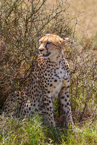 Beautiful wild Cheetah in africa
