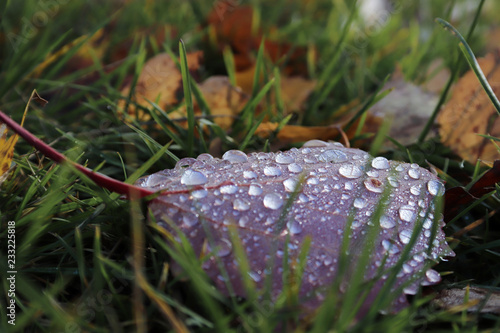 hine of the sun in dew drops on autumn leaves. photo