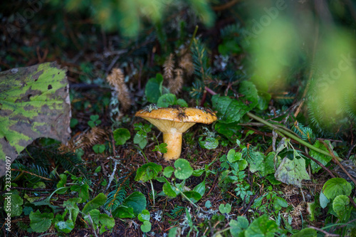 Lactarius deliciosus - known as red pine muschroom or saffron milk cap growing in the woods photo