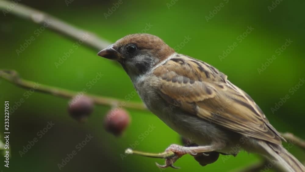 Philippine Maya or Eurasian Tree Sparrow or Passer montanus perch on twig Philippine Maya or Eurasian Tree Sparrow or Passer montanus perch on twig