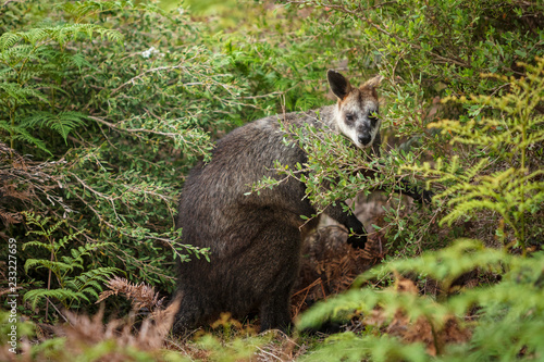 A swamp wallaby feeds on the local vegetation in Wilsons Promontory national park, Victoria, Australia © Michael Evans