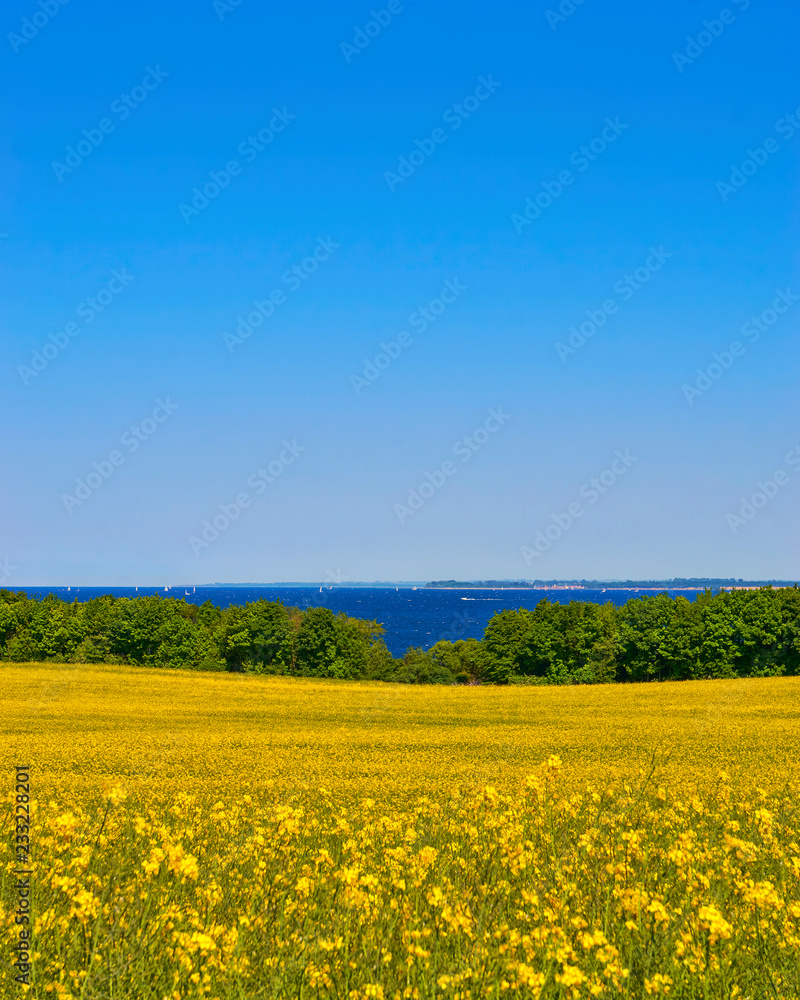 Rape field with a view of the Baltic Sea.