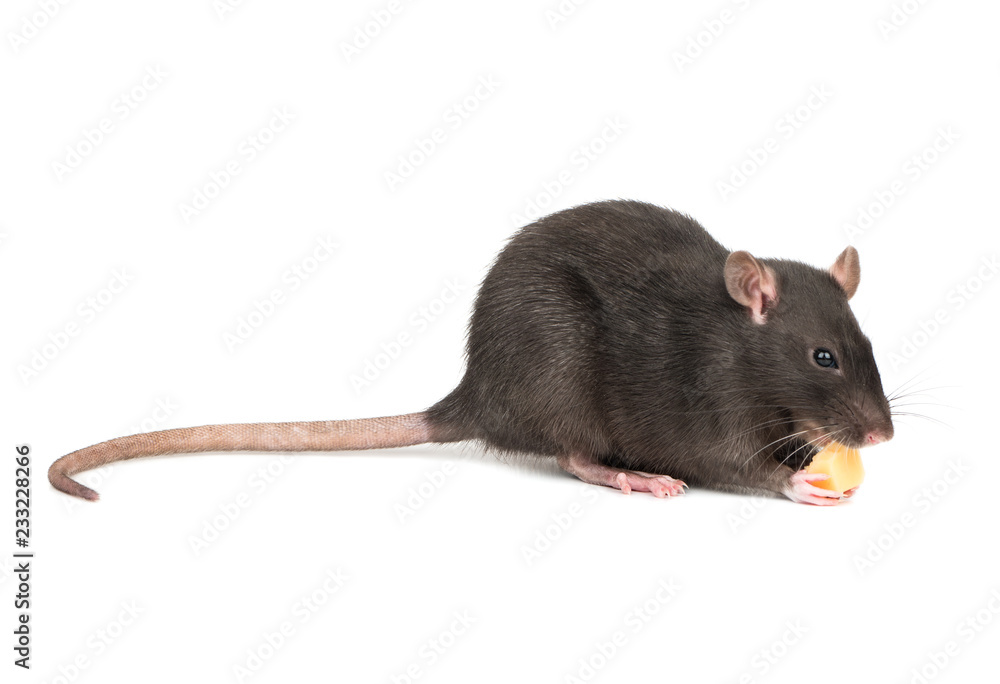 Gray rat with cheese Gray rat with cheese
