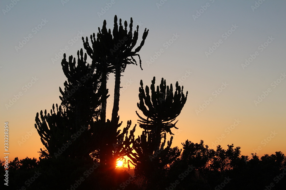 Euphorbia trees silhouetted against an orange sky at sunrise.