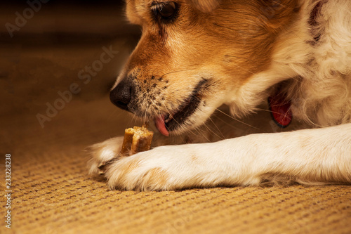 Funny dog eating appetizing treat, chewing toy bone, food for dogs © annebel146