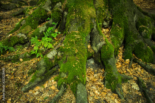 close up of old tree roots with green moss in forest 