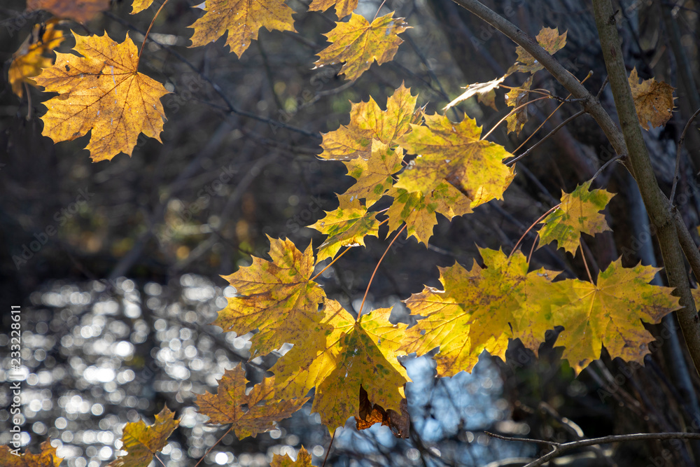 Fototapeta premium autumnal colored leaves