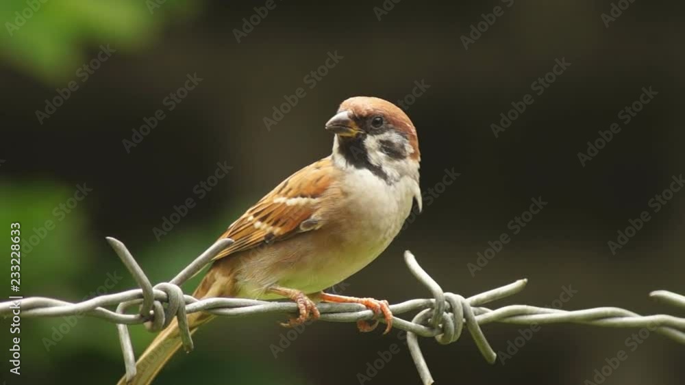 Philippine Maya or Eurasian Tree Sparrow or Passer montanus perch on barbed wire Philippine Maya or Eurasian Tree Sparrow or Passer montanus perch on barbed wire