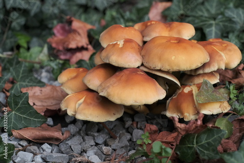 Forest mushrooms in autumn, close up Armillaria mellea 