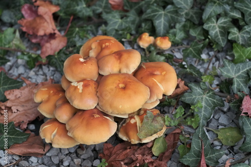 Forest mushrooms in autumn, close up Armillaria mellea 